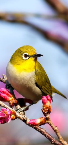 a small yellow bird perched on top of a tree branch with pink flowers in the background