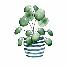 a potted plant with green leaves in it on a white background, watercolor