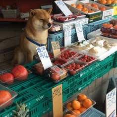 a dog sitting in front of a display of fruits and veggies at a market