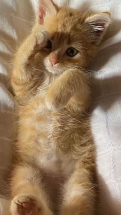 a small orange kitten laying on top of a white bed sheet with it's paws in the air