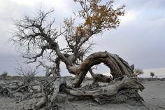 an old tree that has fallen down in the middle of some dirt and sand with no leaves on it