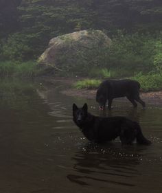 two black dogs are in the water near some rocks