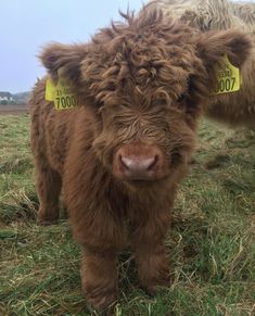 two brown cows with yellow tags on their ears standing in a grassy field next to each other