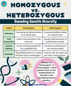 the differences between homo and heterozygous in science infographical poster