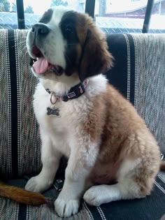 a brown and white dog sitting on top of a couch