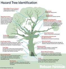 a tree with labeled branches and labels on the top, below it is an image of a