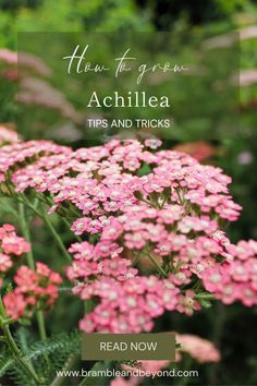 pink flowers with the words how to grow achillea tips and tricks read now