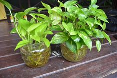 two glass vases with plants in them sitting on a wooden table top, one is filled with water and the other has green leaves