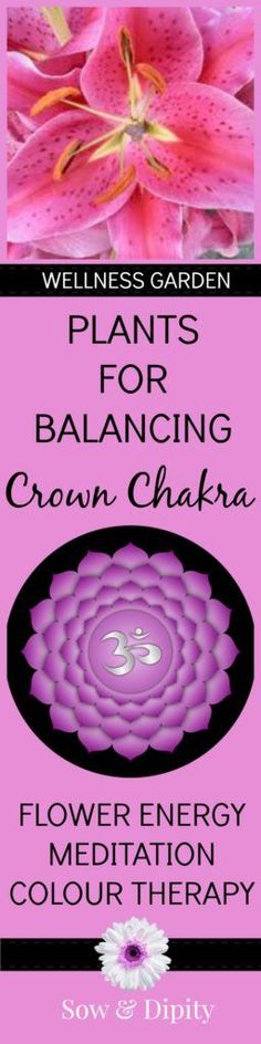 a pink flower with the words, plant for balancing crown chakra