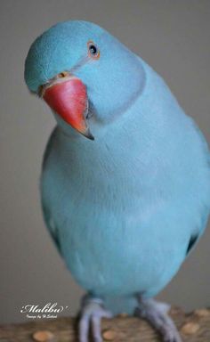 a blue bird sitting on top of a tree branch with a red beak and long legs