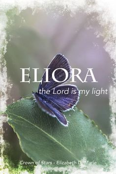 a blue butterfly sitting on top of a leaf with the words elora in white