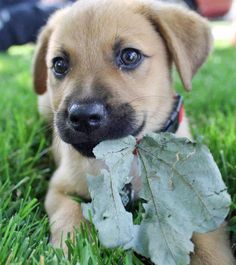 a puppy chewing on a leaf in the grass