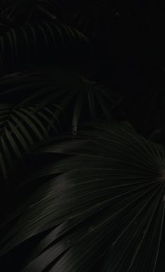 a black and white photo of palm leaves in the dark night time with only one light on