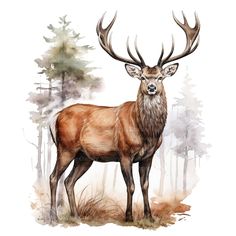 an image of a deer with antlers in the woods on a watercolor background