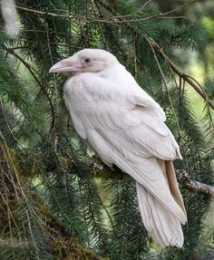 a white bird sitting on top of a tree branch