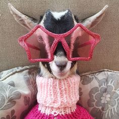 a small dog wearing sunglasses and a pink knitted sweater on top of a couch