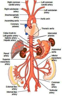 the anatomy of the human body and its major organs, including the heart, lungs, livers, kidney, stomach