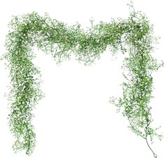 an arrangement of green vines on a white background