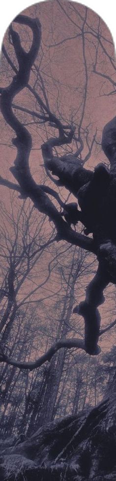 a tree with no leaves in front of a pink sky