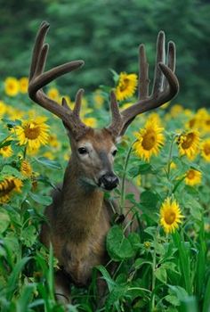 a deer with antlers standing in the middle of a field of sunflowers