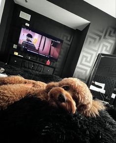 a brown dog laying on top of a bed next to a flat screen tv in a living room