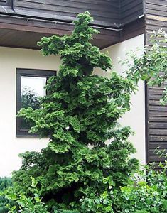 a very tall green tree in front of a building