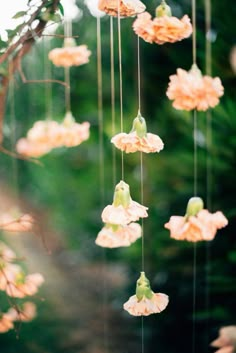 pink flowers are hanging from a tree branch