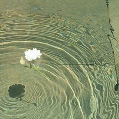 a white flower floating on top of a body of water next to a metal pole