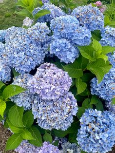 blue and purple hydrangeas in a garden with green leaves on the top one