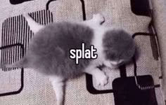 a kitten laying on top of a rug with the word splat in front of it