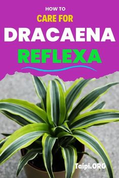 a potted plant with the title how to care for dracaena reflexa