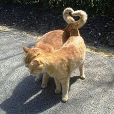 an orange cat standing on top of a sidewalk next to another cat with it's tail curled up