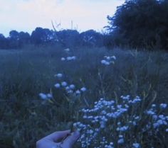 a hand reaching for something in the middle of a field with wildflowers on it