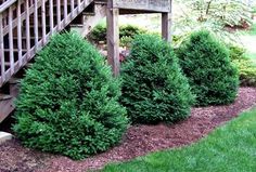 some very pretty green bushes by the steps