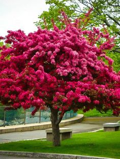 a tree with pink flowers in the middle of a park area next to a sidewalk