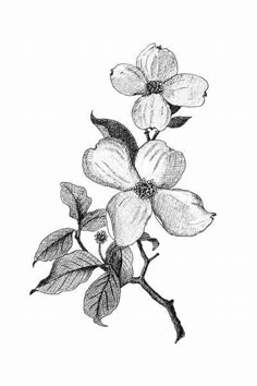 Dogwood Tattoos, Flowers Sleeve Tattoo, Flower Tattoo Black And White, Dogwood Flower Tattoo, Virginia State Flower, Flower Tattoo Black, Gladiolus Flower Tattoos