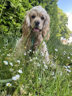 a dog sitting in the grass with its tongue hanging out and looking at the camera