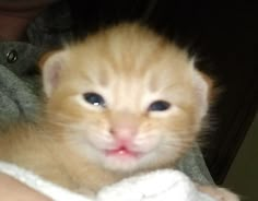 an orange kitten with blue eyes is being held by someone's arm in the bathroom