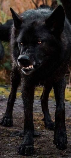 a black wolf is walking on the ground