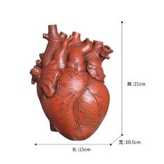 an image of a human heart on a white background with the size and measurements for it