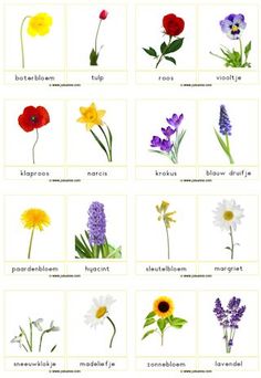 an image of flowers that are in different colors and sizes with words below them on the page