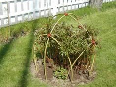 a circular garden planter in the middle of a yard with grass growing around it