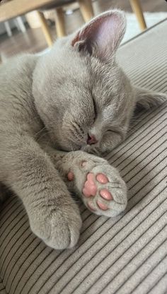 a gray cat sleeping on top of a couch