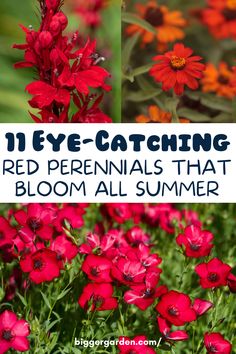 Experience the magic of a summer garden that never fades with our collection of 11 stunning red perennial flowers. From crimson wonders to ruby delights, these enduring blossoms promise to keep your garden ablaze with color all season long. Click here to discover the secret to perennial beauty and join us for more gardening inspiration! Red Garden Flowers, Perinals Flowers Beds Shade, Red Perennials Full Sun, Longest Blooming Perennials, Perennial Garden Ideas, Perrenial Gardens, Red Flowers Garden, Red Perennials, Summer Blooming Flowers