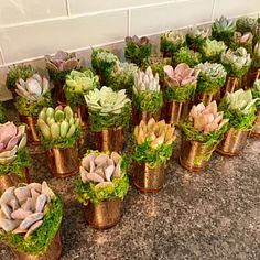 there are many succulents in small pots on the counter