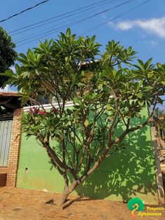 a small tree in front of a green building