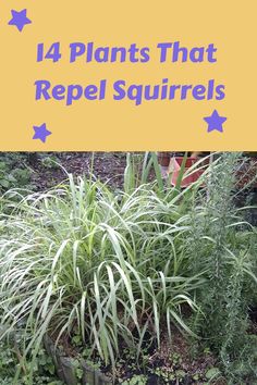 14 Plants That Repel Squirrels Protecting Garden From Squirrels, Plants That Repel Squirrels, Keeping Squirrels Out Of Flower Pots, Keeping Squirrels Out Of Garden, How To Get Rid Of Squirrels In Your Yard, How To Keep Squirrels Out Of Flower Pots, How To Keep Squirrels Out Of Garden