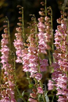 pink flowers are blooming in the sun