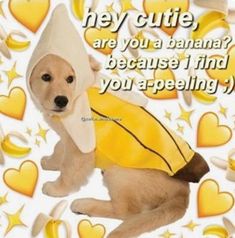 a dog dressed in a banana costume with hearts around it and the caption hey cute, are you a banana? because i find if you'd find