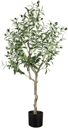 an olive tree in a black pot on a white background